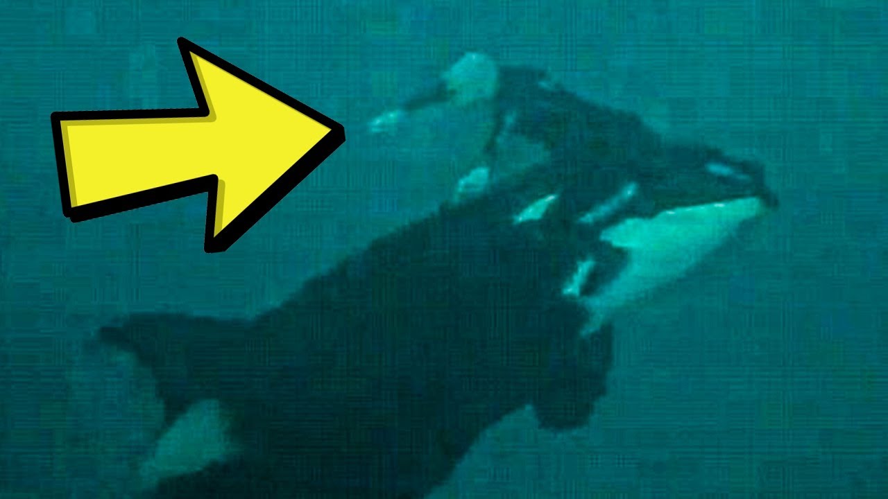 When Divers Tried To Save This Drowning Whale, The Animal’s Response