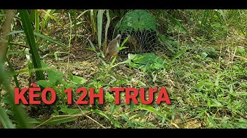 Bẫy Cút Rừng - Kèo 12H Trưa. #Kimmaosuvuong #baycut #bẫycút
