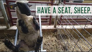 Have a Seat Sheep: Trying Out Our New Deck Chair vlog #18