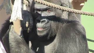 シャバーニ家族 1166  Shabani family gorilla by i Bosch i ボッシュ 2,550 views 1 year ago 8 minutes, 2 seconds