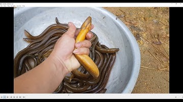 Về Quê - Bắt Lươn Đồng Mùa Nước Lũ -Phần 2, Bài Mồi Đặc Biệt Lươn Dính Qúa Trời.