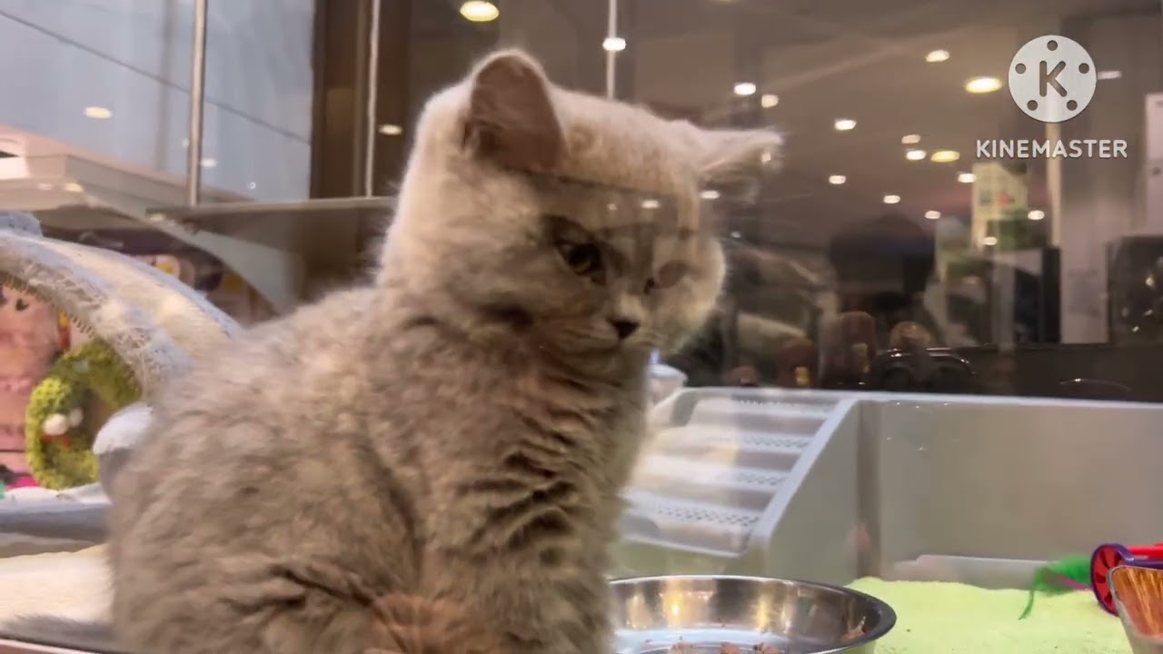 Crystal Festival Hills Showground Sydney 2023 