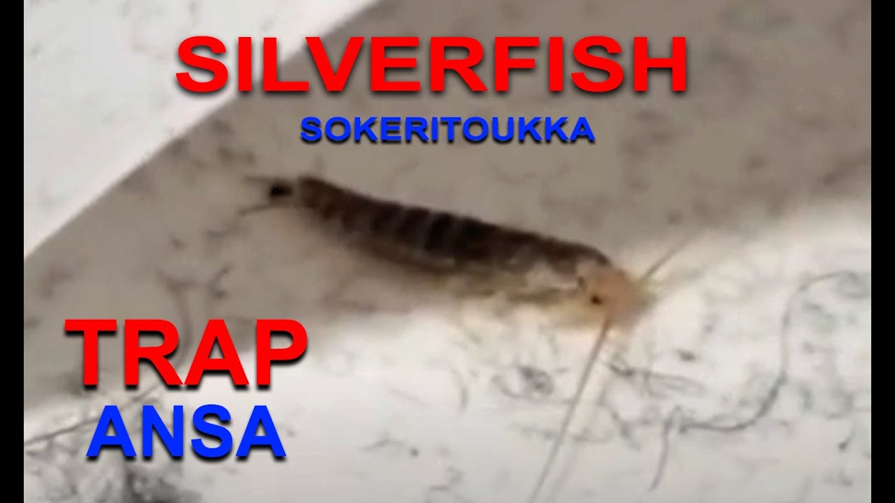 Sokeritoukka Ansa ( toimiva ) 