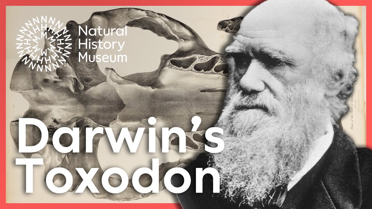 Charles Darwin's fossil mammal you never knew about | Natural History ...