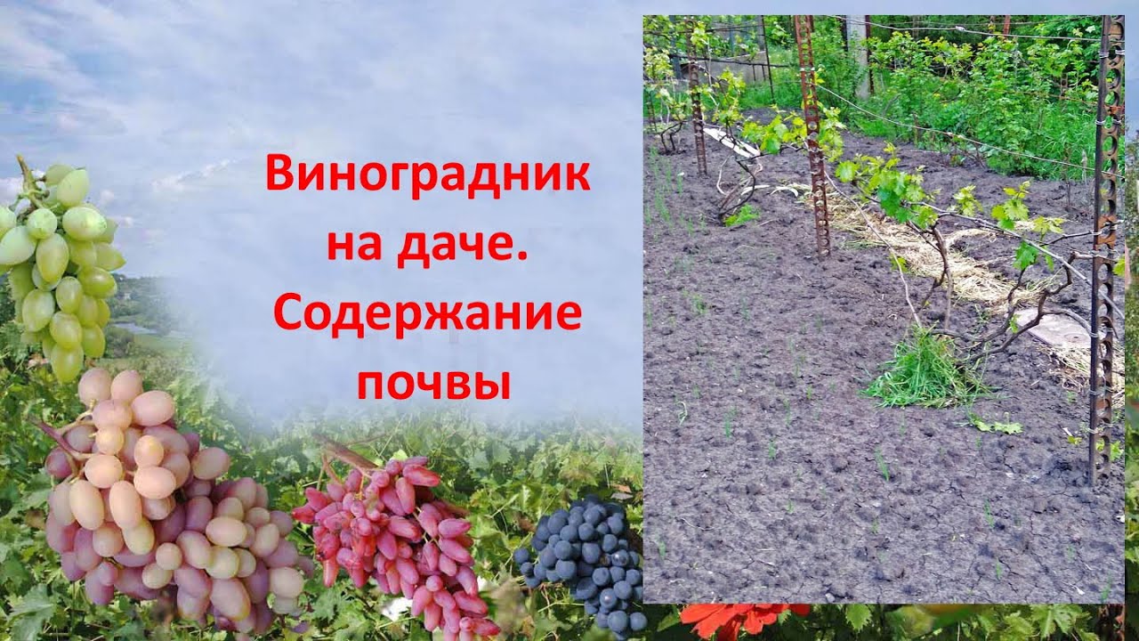Фото Виноградников На Даче Фото Виноградников На Даче