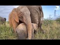 Heartwarming moments with baby elephants phabeni  khanyisa in the wild