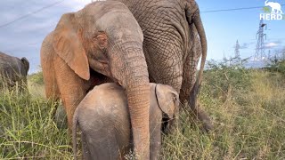 Heartwarming Moments with Baby Elephants, Phabeni & Khanyisa in the Wild