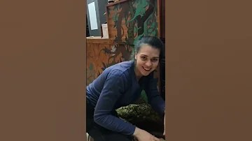 Сколько стоит джакузи для варана?