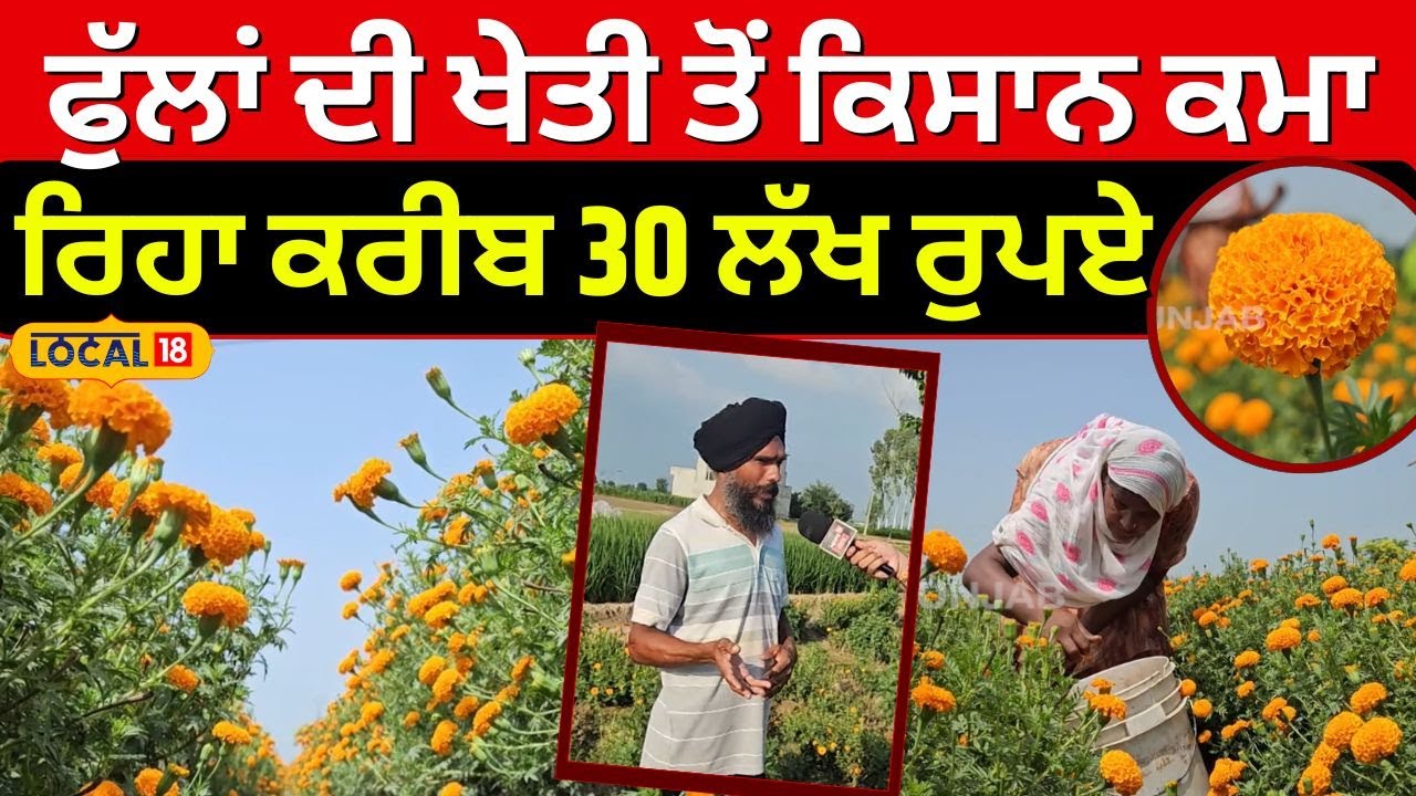 Sangrur flowers farming | 4 ਏਕੜ 'ਚ ਫੁੱਲਾਂ ਦੀ ਖੇਤੀ ਤੋਂ ਕਮਾ , ਰਿਹਾ ਕਿਸਾਨ ਕਰੀਬ 30 ਲੱਖ ਰੁਪਏ | Local18
