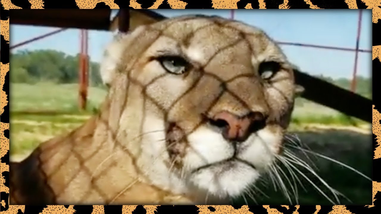 "Don't be jealous!" | Best CRAZY PANTS Moments May 2018