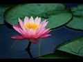 Unlocking the Power of the Law of Attraction: Manifest Your Desires and Transform Your Life
