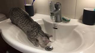 Isidor the Egyptian Mau Cat and the water tap 1 by Isidor the Egyptian Mau Cat 67 views 4 years ago 31 seconds