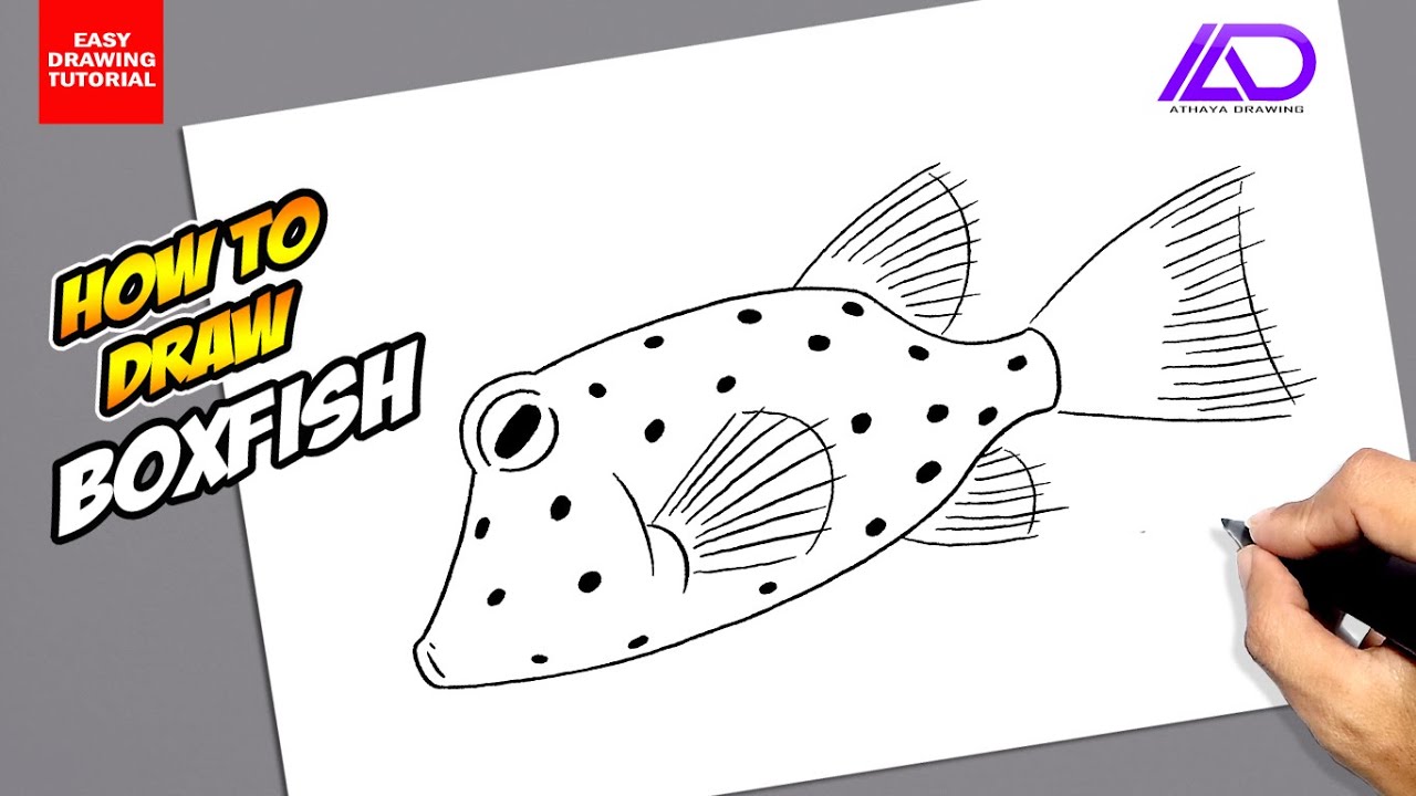 box fish drawing How to draw Boxfish
