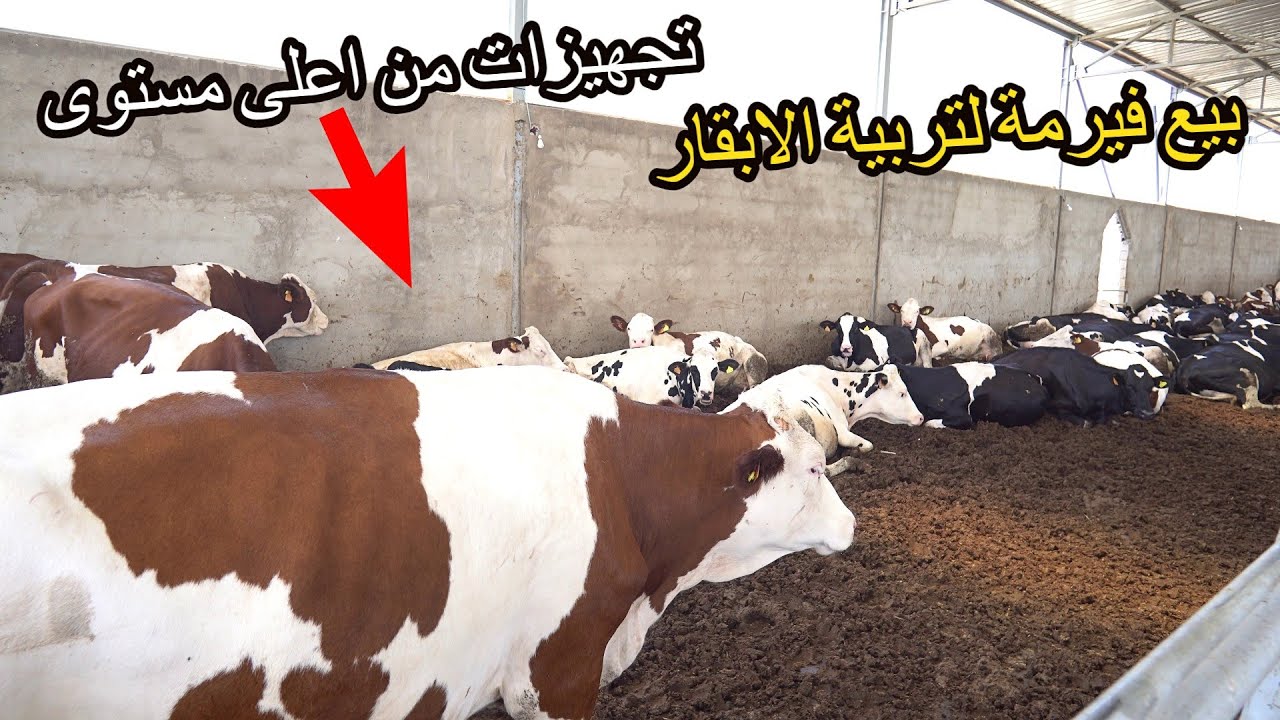 ✨ عشاق مشروع تربية الابقار الحلوب فرصة شراء فيرمة بجميع التجهيزات واللوازم ✨ تيفلت