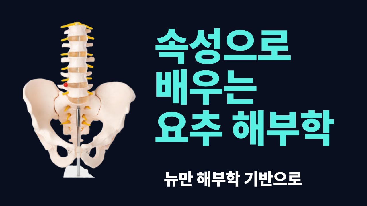 쉽게 배우는 요추 해부학