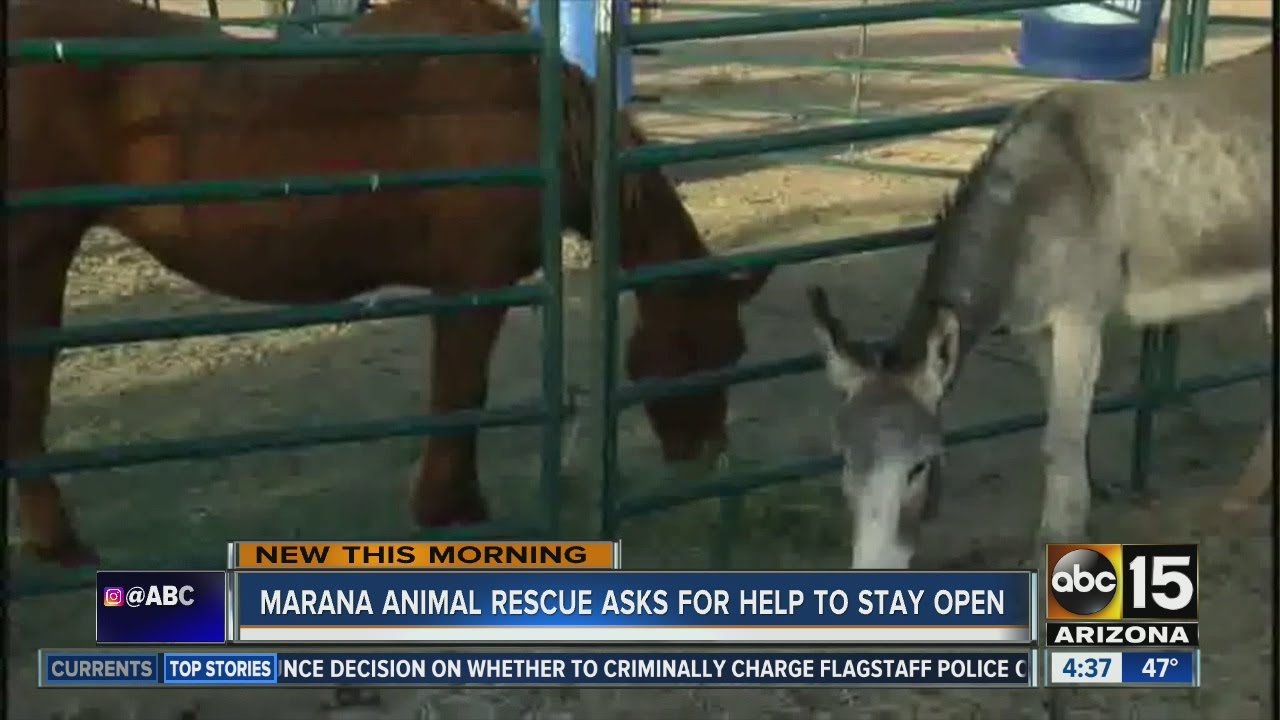 Marana Animal Rescue asking for help to stay open YouTube
