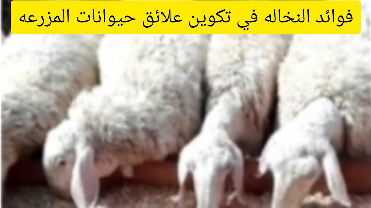 فوائد النخاله في تكوين علائق حيوانات المزرعهBenefits of bran in fodder composition