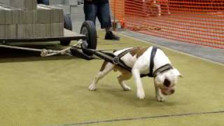 Evolution's Static Earning His Weight Pull Title at Chicago Battle of the Bulls