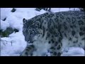 Age of Big Cats [2018] - Ice Age Snow Leopard Screen Time