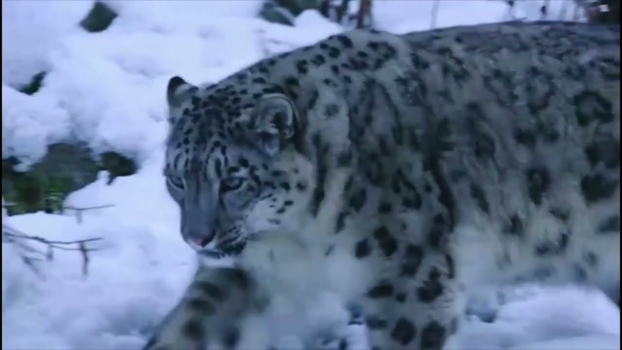 Age of Big Cats [2018] - Ice Age Snow Leopard Screen Time