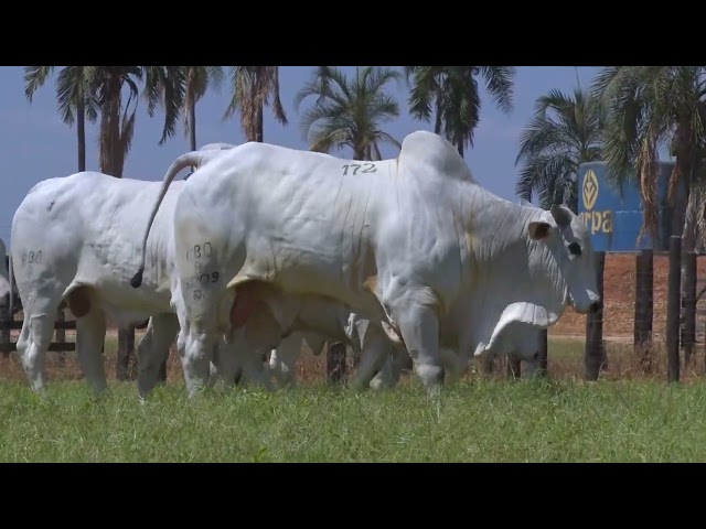 45º Mega Leilão Anual Carpa | BATERIA 16