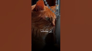 اكتب شيء تؤجر عليه يوم القيامة 😴🖤 #القرآن_الكريم #المصحف #آيات_الرحمة