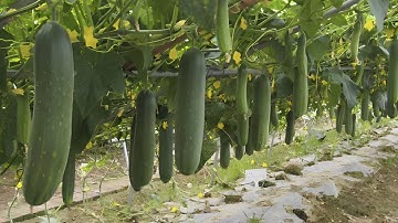 Techniques Of Cucumber Cultivation, Harvesting And Processing In Cucumber Farms