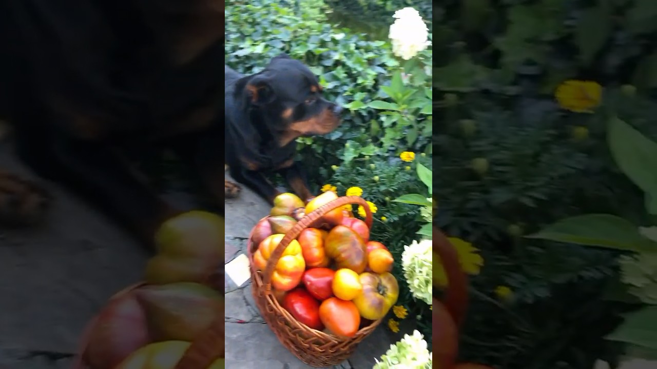 Охрана урожая