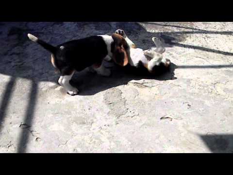 kataria's beagle pupps are playing....MOV