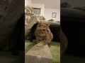 猫のさりり92