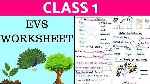 Class 1 EVS Worksheet / EVS Worksheet For Class 1 / Class 1 EVS