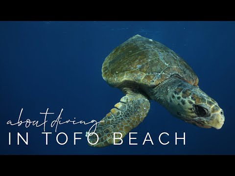 Video: Scuba Diving în Tofo Beach, Mozambic: Ghidul complet