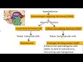 Hormonal Regulation of the Male Reproductive System