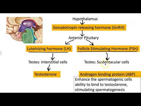 Video: Follicle-stimulerende Hormon (FSH) -test