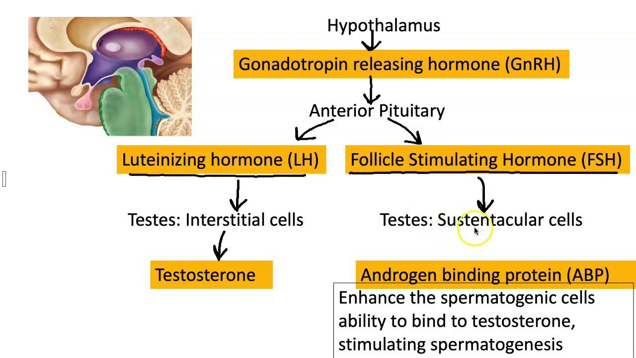 Hormonal Regulation Of The Male Reproductive System