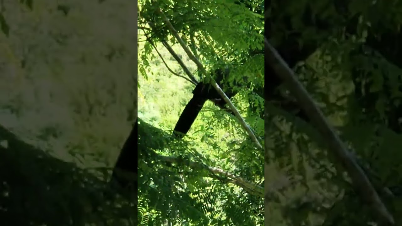 Crested Guan Bird in My Forest Dwelling - Listen To That Call