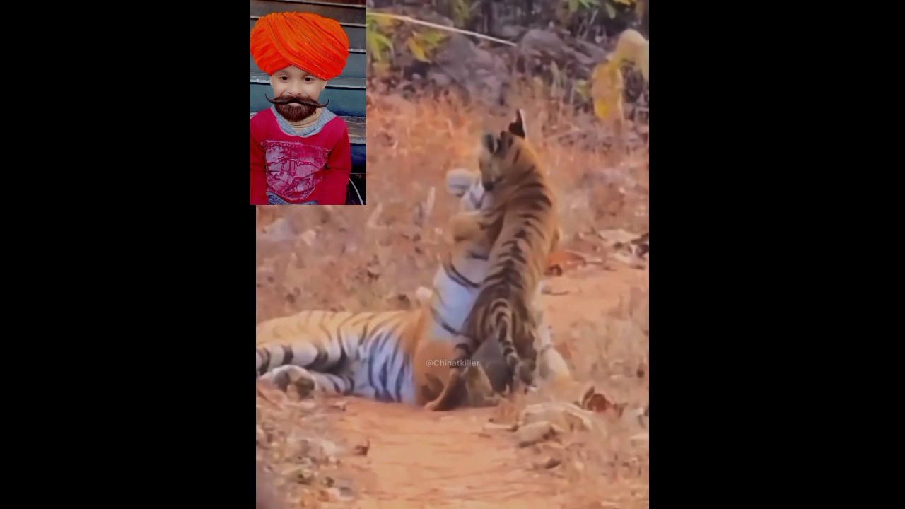 Adorable endangered  Tiger Cub Plays with Mom ❤️❤️