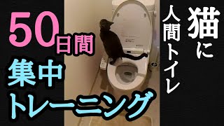 【猫に人間トイレ】しつけ方法❤50日間集中トレーニング❤(Teaching cats how to use human toilet by Citikitty, 50 days training)