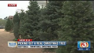 Garden Guy How To Buy And Care For Your Christmas Trees