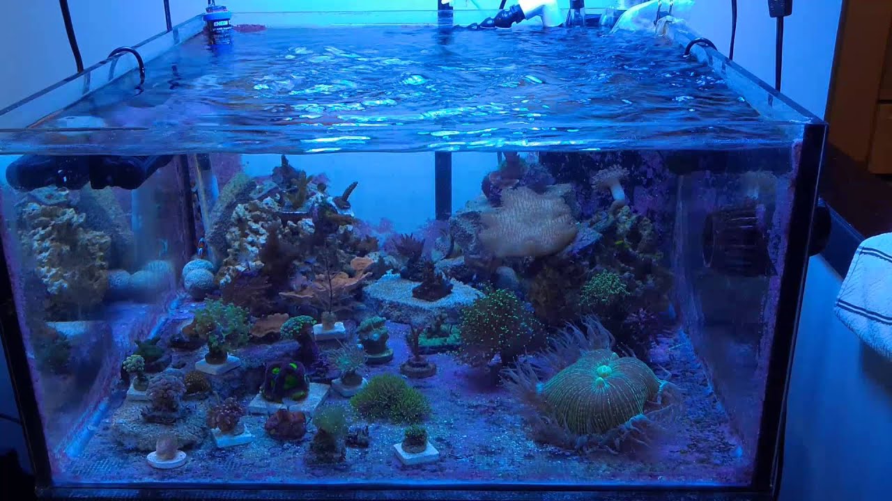 2 maxspect gyres on a timer youtube