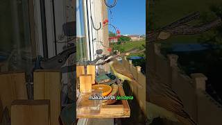 Ia Tak Pernah Memelihara Burung, Tapi Ratusan Burung Selalu Datang🥰🐦 #animals