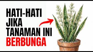 Jangan Abaikan! Jika Lidah Mertua Anda Berbunga, Ternyata Ini yang Sedang Terjadi
