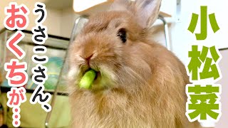 小松菜を真剣に食べるウサギのおくちが。No.16