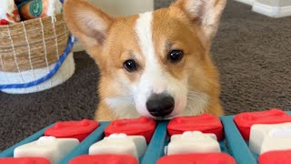 Corgis do a Puzzle Race!