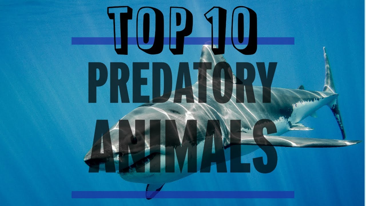Top 10 Predatory Animals | Nature's Most Ferocious Hunters Revealed ...