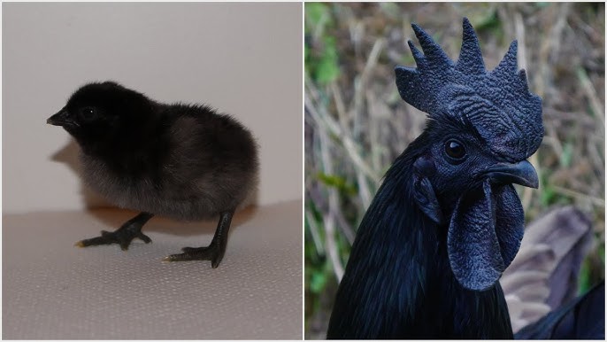 Ayam Cemani: all about the all-black chicken 