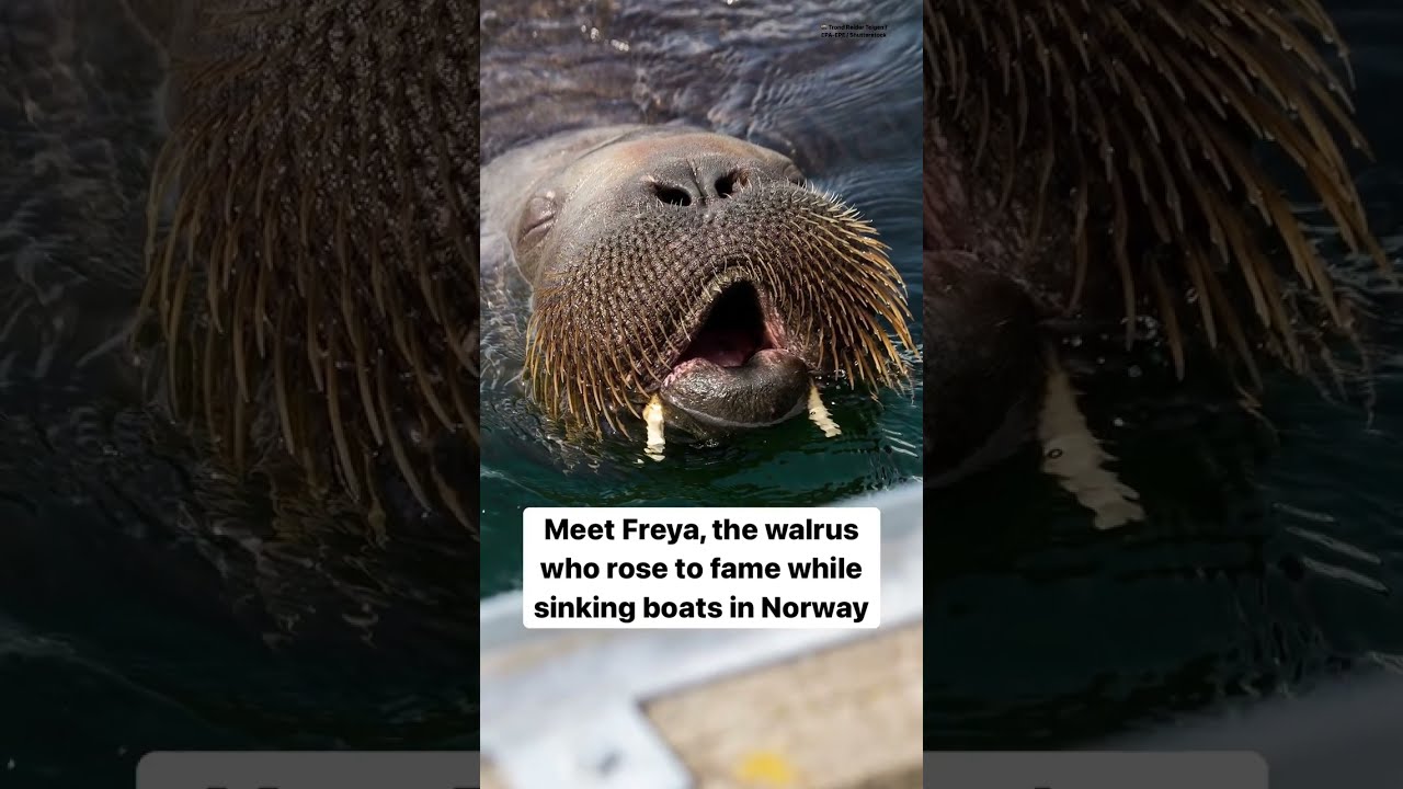 She’s 1,300 Pounds, Moves ‘Like A Potato Sack,’ And Just Wants A Place To Nap