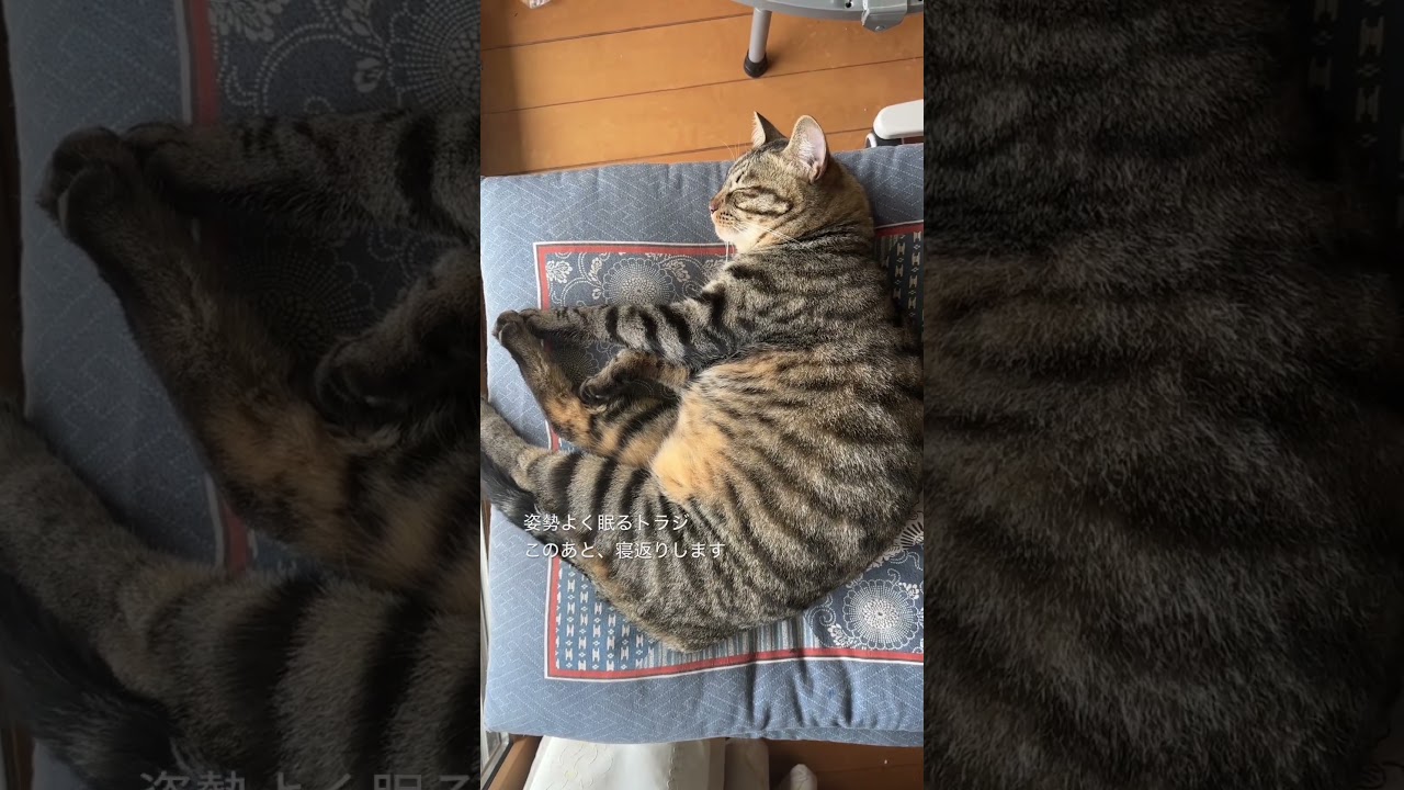 姿勢よく眠るトラジ｜この後、寝返りします #猫 #cat #キジトラ