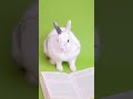 You will be finding crazy facts about RABBITS!