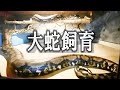 世界最大の蛇‼️飼育について
